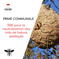 Prime frelons asiatiques : 50 € pour la neutralisation des nids