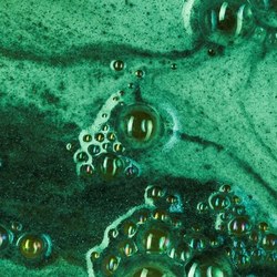 Risque de cyanobactéries