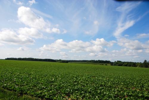 Bierwart : paysage